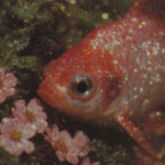 IL PESCE